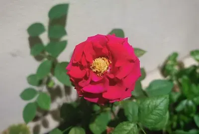 Flor