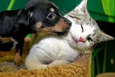 פאזל של Pets fofos