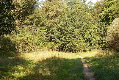 entrata nel bosco