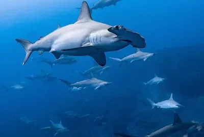 פאזל של DOVE VADO?