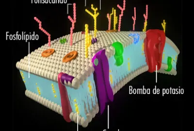 MEMBRANA CELULAR