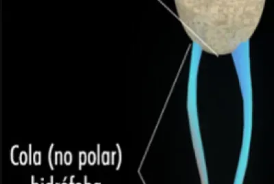 FOSFOLÍPIDO