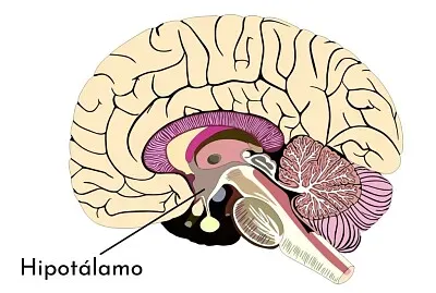 Hipotálamo