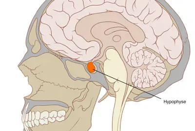 Hipófisis