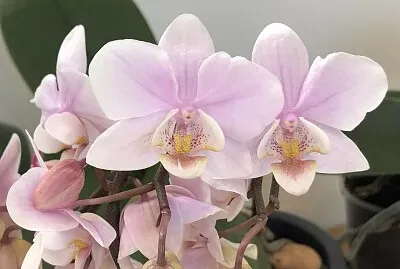 Pink Orchid