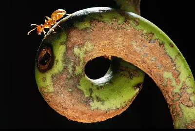 פאזל של MINUSCOLE