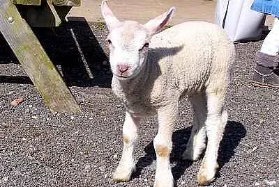 Spring Lamb jigsaw puzzle