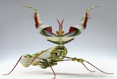 animaux