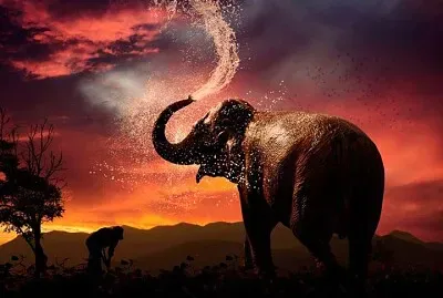 פאזל של animaux