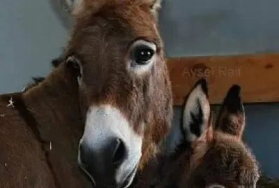 animaux