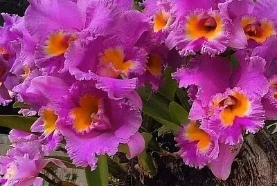 imagem jigsaw puzzle