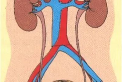 sistema excretor jigsaw puzzle