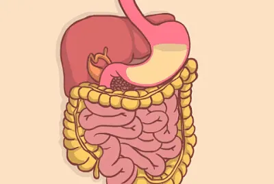 DIGESTIVE SYSTEM jigsaw puzzle