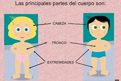 Cuerpo humano