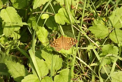 farfalla tra l 'erba