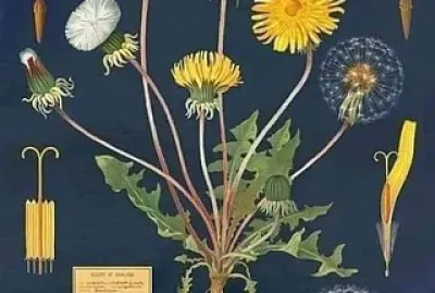 ERBE SELVATICHE jigsaw puzzle