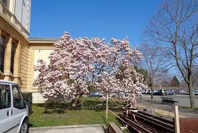 Magnolia fleurs 2 NE