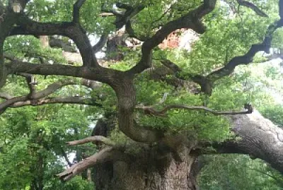 פאזל של SUA MAESTA '