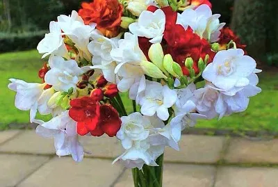 fleur