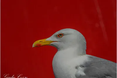 Chioggia,gabbiano reale