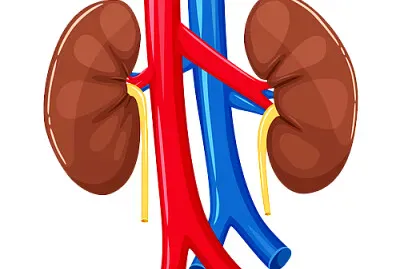 pulmones jigsaw puzzle