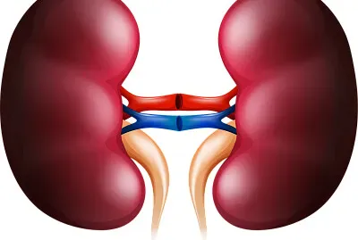 riñones jigsaw puzzle