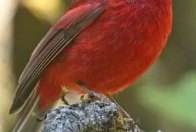oiseau