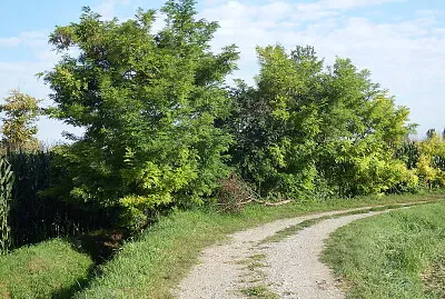 fila di rubinie