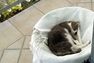 פאזל של CARLOTTA