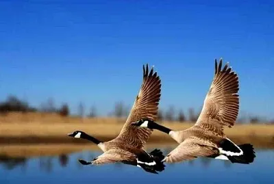 Vol d 'oies sauvages