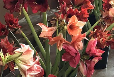 fleur