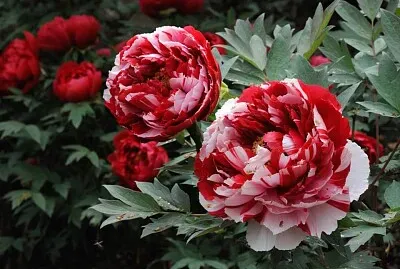 פאזל של fleur