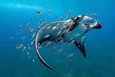 MANTA jigsaw puzzle