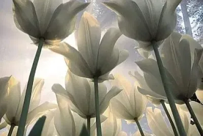 tulipe