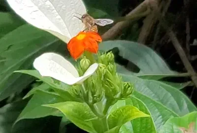 Abeja polinizando, Jardín Botánico,  UPR