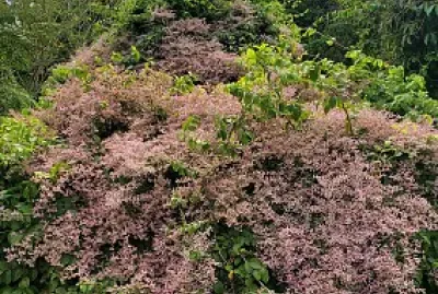 Arbusto, Jardín Botánico, UPR