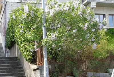 Neuchâtel lilas en fleurs 1