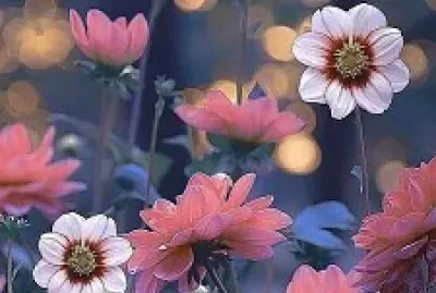 פאזל של flores