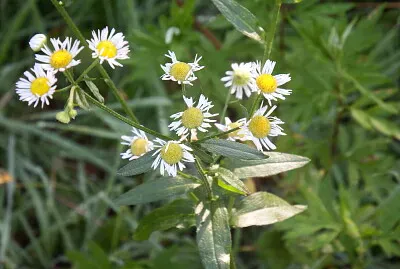 פאזל של fiore di camomilla
