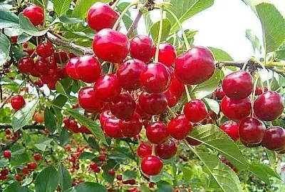 imagem jigsaw puzzle