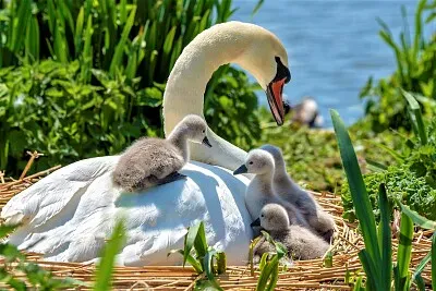 פאזל של mom #348