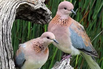 animaux