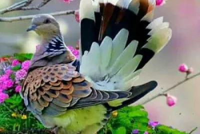 animaux