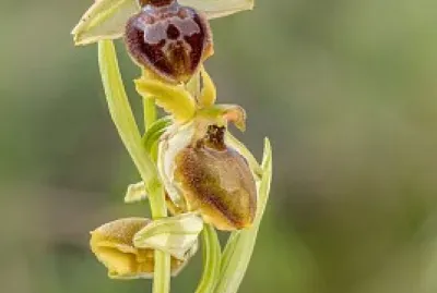 פאזל של UN FIORE