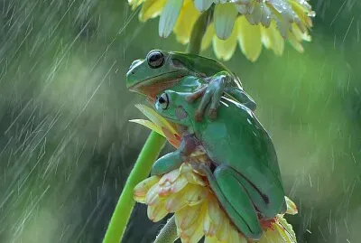 פאזל של STIAMO VICINI VICINI