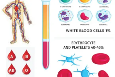 Sistema circulatorio