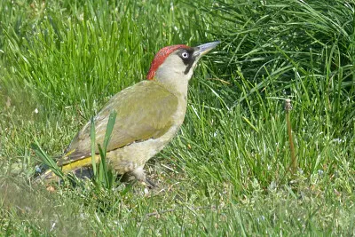 Groene Specht
