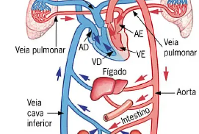 sistema cardiovaslar