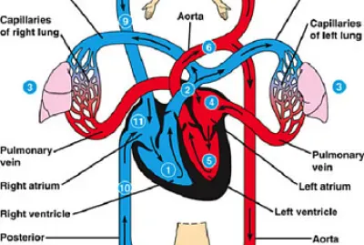Circulatory System