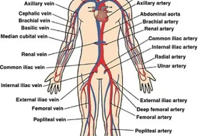Major Veins and Arteries